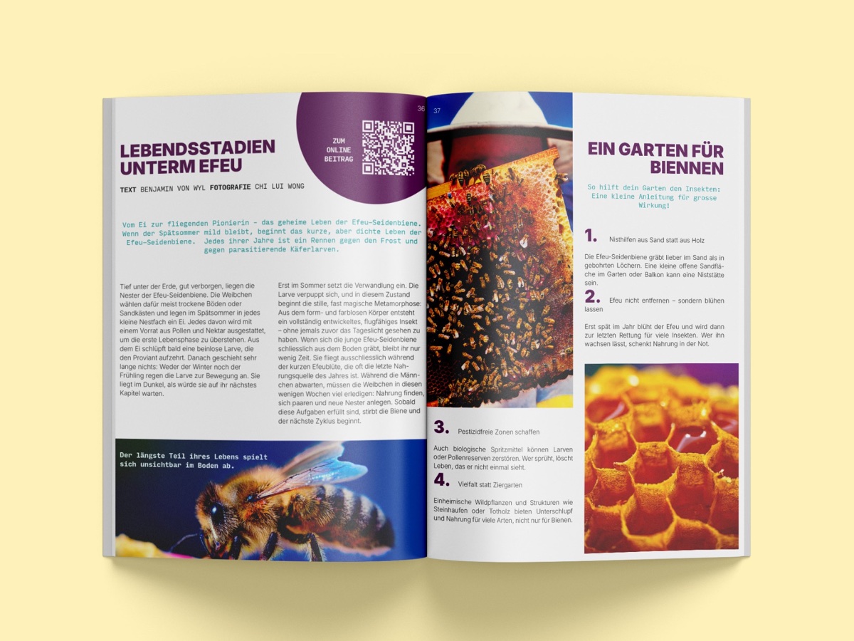 Doppelseite über die Efeu-Seidenbiene: Titel in violetten Versalien, Vorspann in Schreibmaschinenschrift, runder QR-Störer.